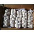 Fresh Normal White Garlic Liliaceous Vegetables Product Type GARLIC